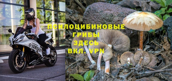 сатива Беломорск